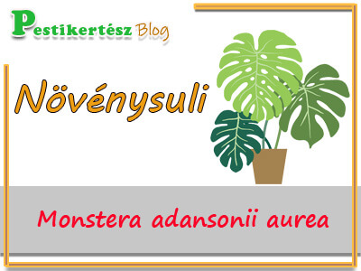 Növénysuli sorozat: Monstera adansonii aurea