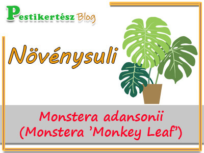 Növénysuli: Monstera adansonii  ( Monstera ’Monkey Leaf’ )