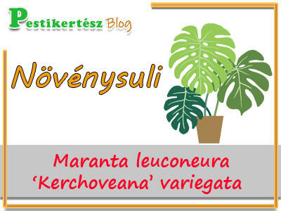 Növénysuli: Maranta leuconeura ‘Kerchoveana’ variegata