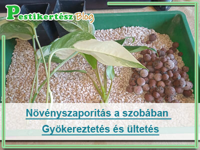 Növényszaporitás a szobában – Gyökereztetés és ültetés